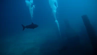 Photo of Подводная охота на глубине